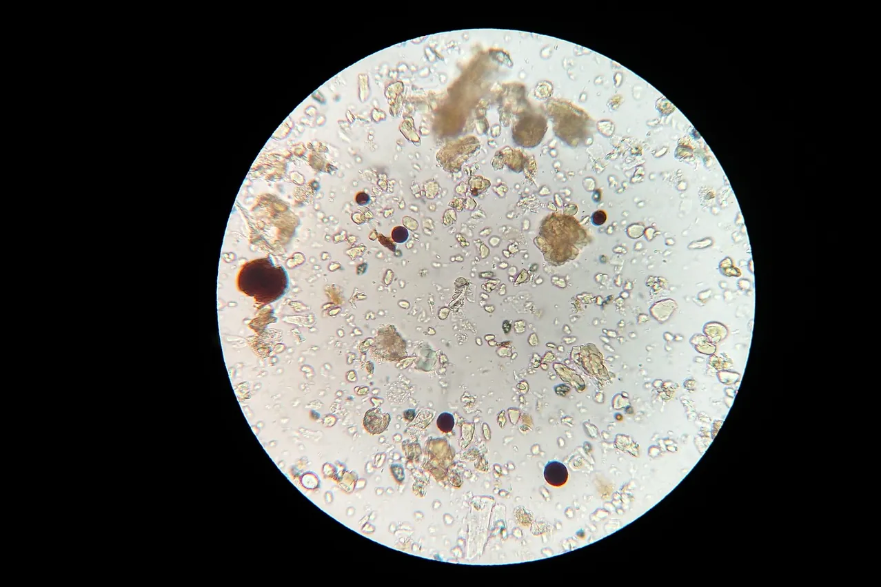 Soil microbes, microscope, soil sample