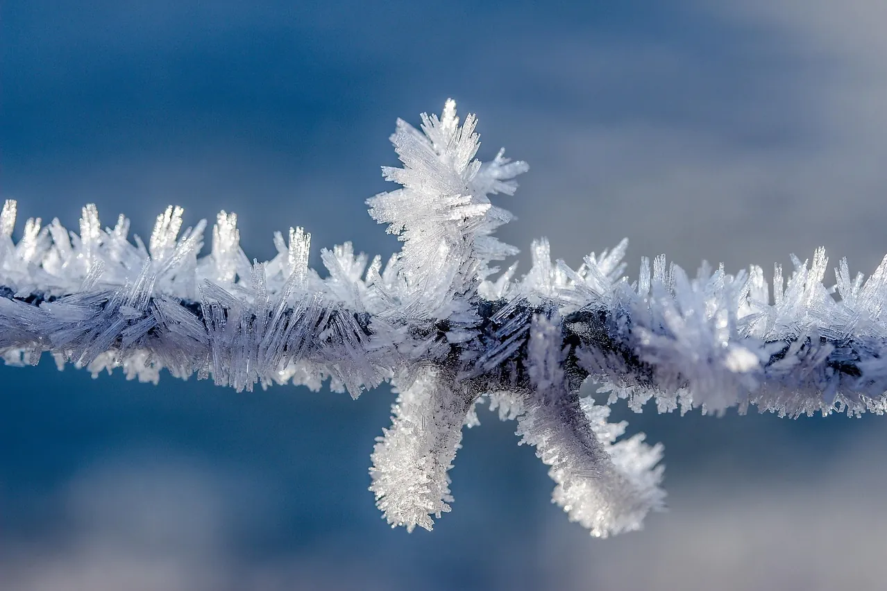 Barbed wire, frost, frozen