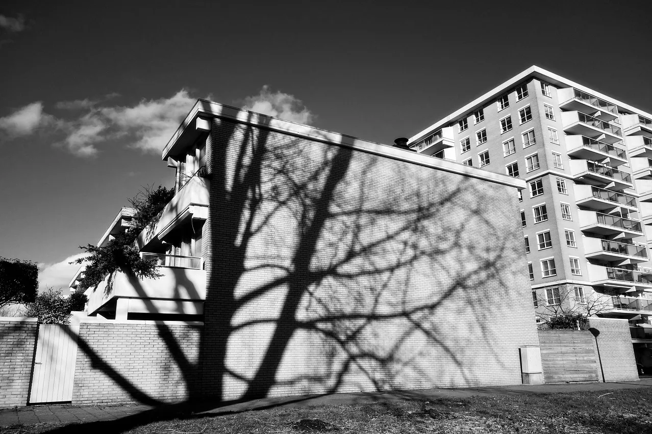Shadow, building, tree