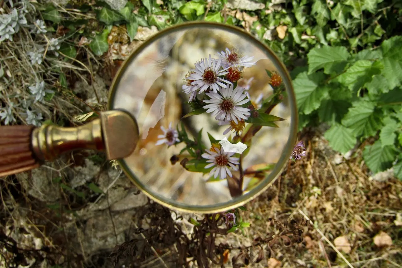 Magnifying glass, flowers, plants
