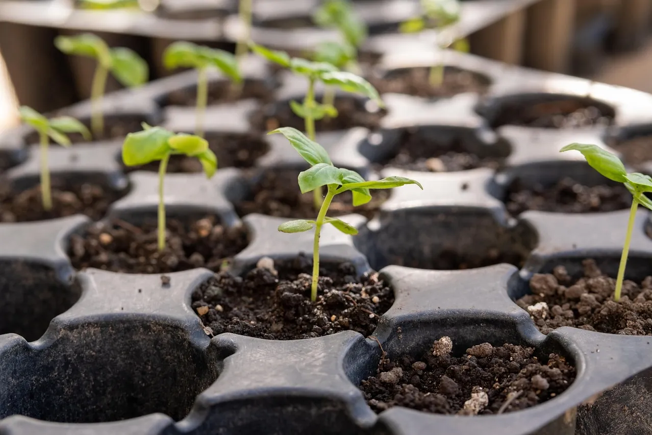 Seedling, seedling tray, gardening