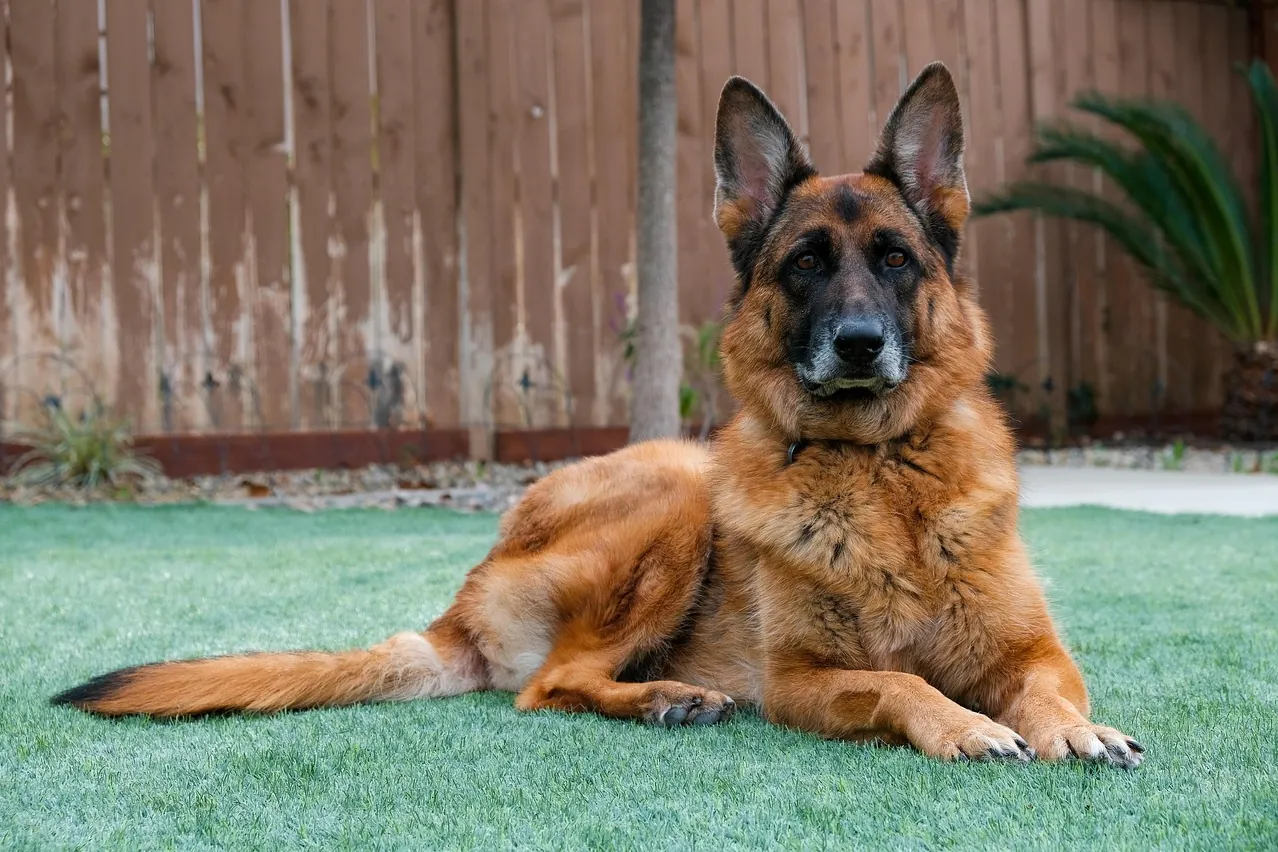 German shepherd dog, pet, guard dog