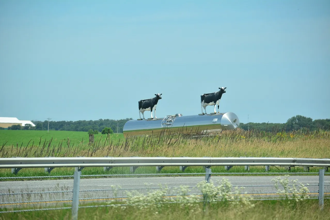 Cows, cows on display, billboard