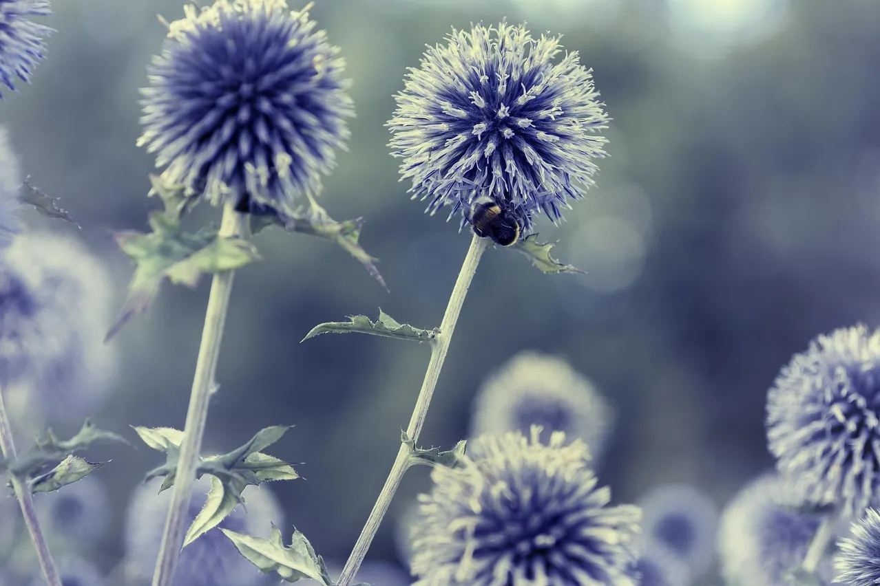 Thistle, globe thistle, blue