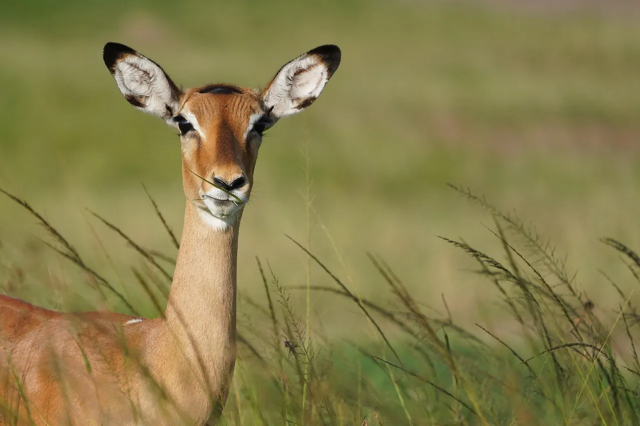 Gazelle, animal, radar