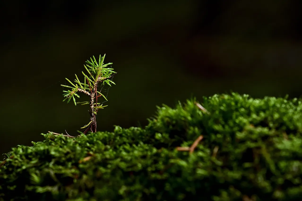 Tree, moss, seedling