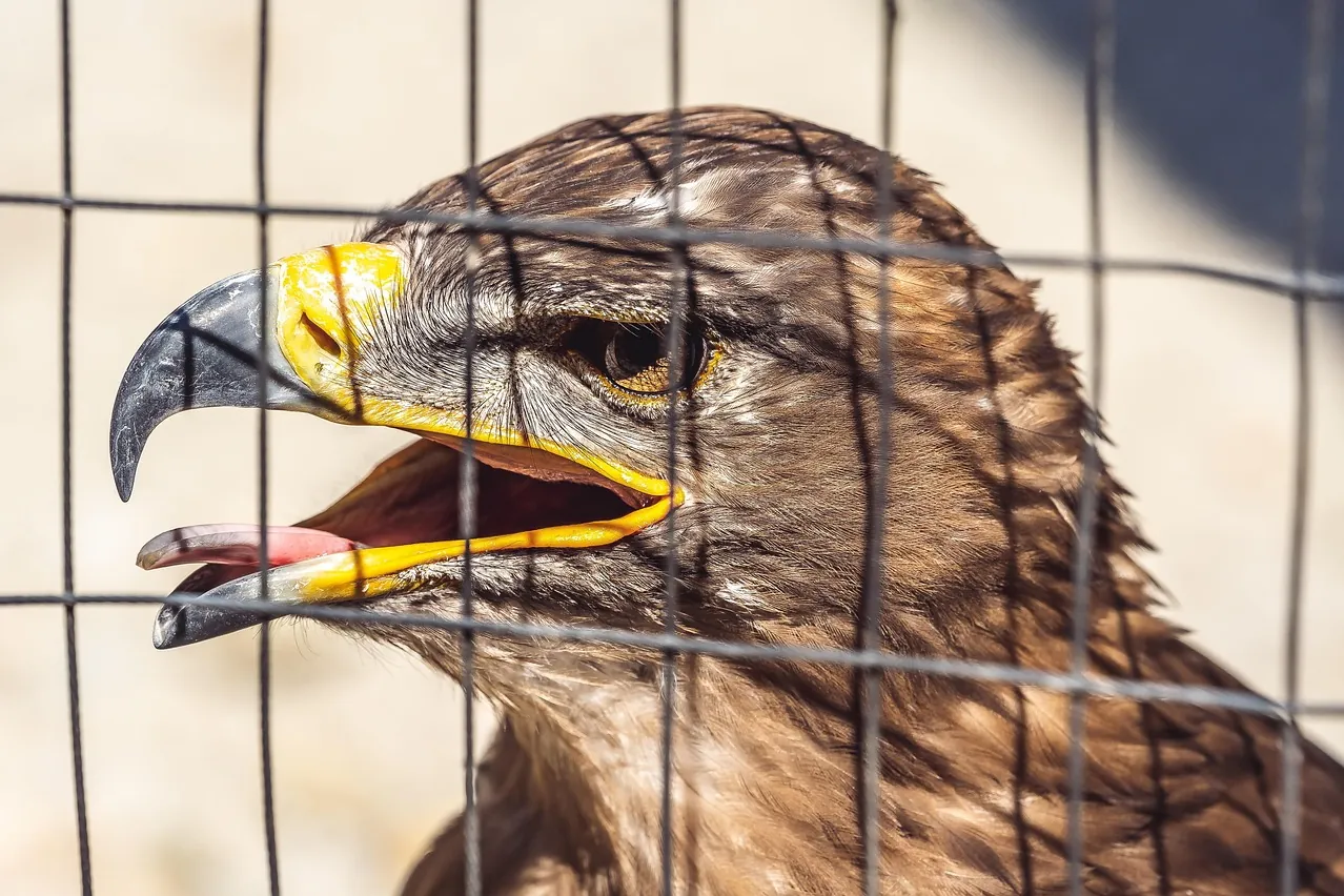 Golden eagle, eagle, cage
