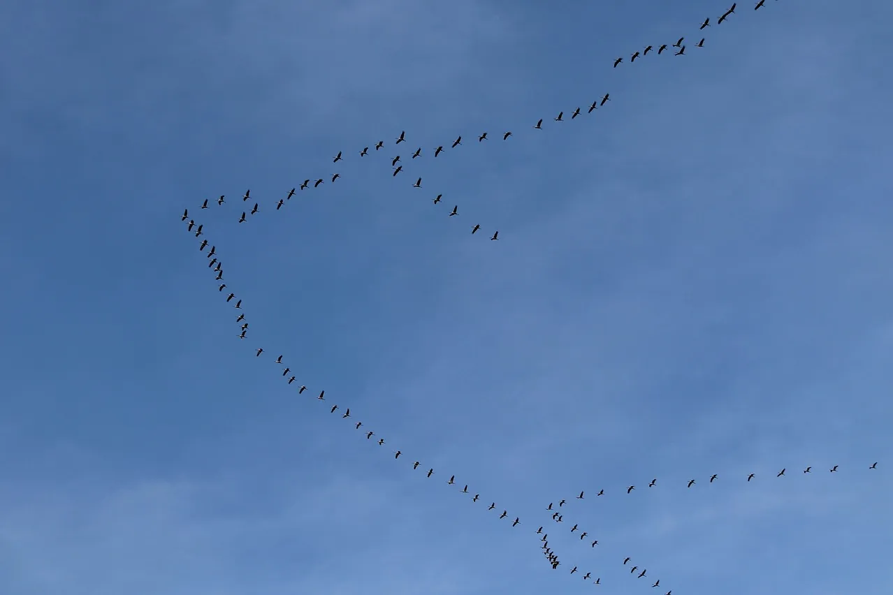 Migratory birds, cranes, bird migration
